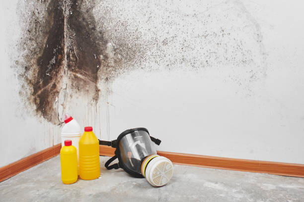 Best Home Mold Removal  in Montz, LA