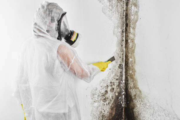 Attic Mold Removal in Montz, LA
