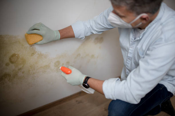Professional Mold Removal in Montz, LA