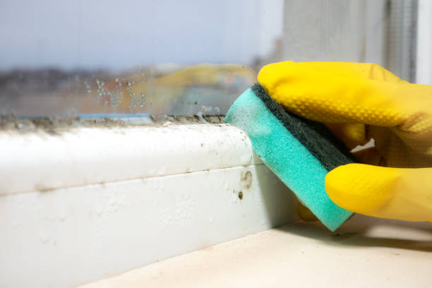 Best Best Mold Removal Companies  in Montz, LA