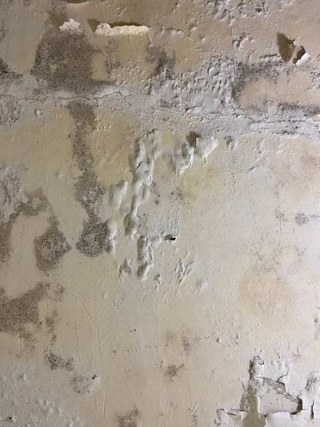 Best Residential Mold Removal  in Montz, LA
