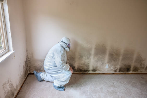 Best Same-Day Mold Removal  in Montz, LA