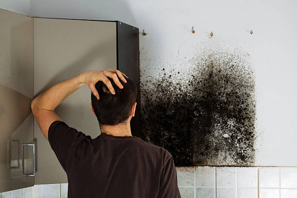 Best Office Mold Removal Services  in Montz, LA