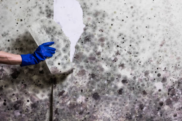 Best Mold Cleaning Services  in Montz, LA