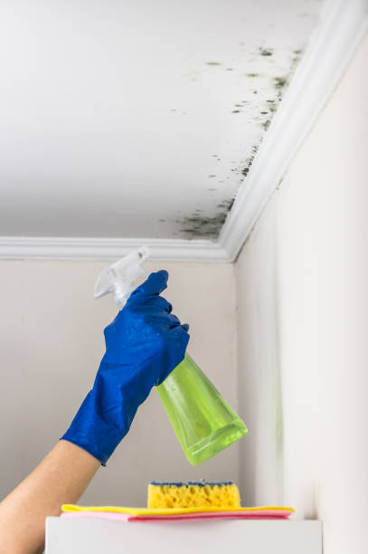 Best Attic Mold Removal  in Montz, LA