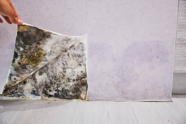Best Mold Removal Company Near Me  in Montz, LA